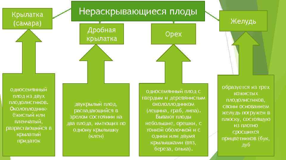 Крылатка (самара) односемянный плод из двух плодолистиков. Околоплодникёжистый или пленчатый, разрастающийся в крылатый придаток