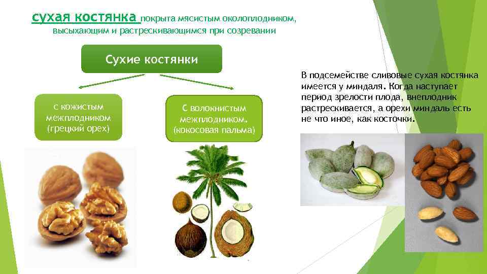 сухая костянка покрыта мясистым околоплодником, высыхающим и растрескивающимся при созревании Сухие костянки с кожистым