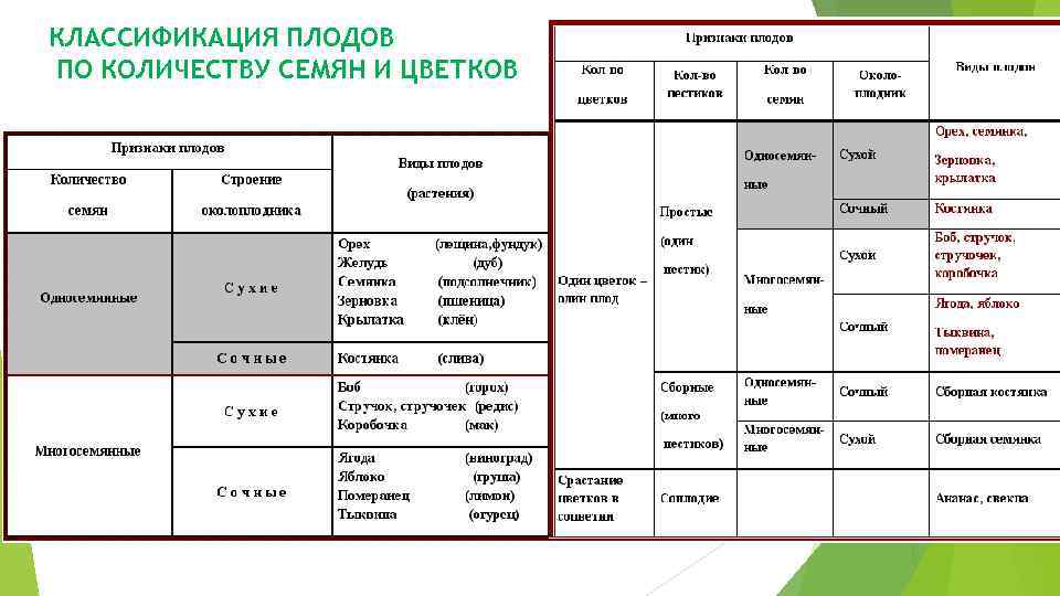 КЛАССИФИКАЦИЯ ПЛОДОВ ПО КОЛИЧЕСТВУ СЕМЯН И ЦВЕТКОВ 