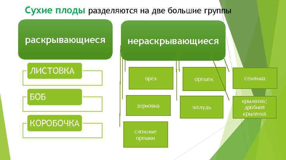 Сухие плоды разделяются на две большие группы раскрывающиеся ЛИСТОВКА нераскрывающиеся орех орешек БОБ зерновка