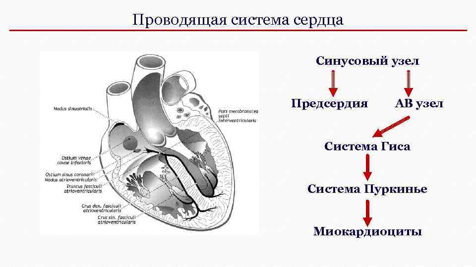 Проводящая система сердца схема