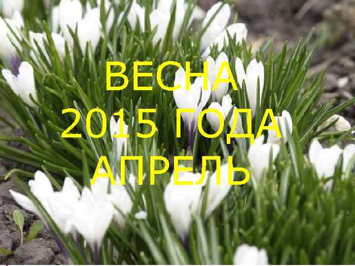 ВЕСНА 2015 ГОДА АПРЕЛЬ 