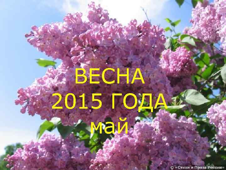 ВЕСНА 2015 ГОДА май 