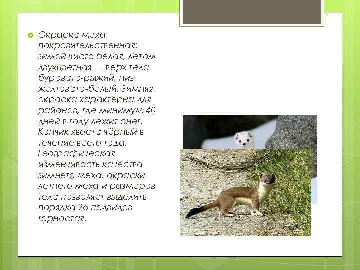  Окраска меха покровительственная: зимой чисто белая, летом двухцветная — верх тела буровато-рыжий, низ