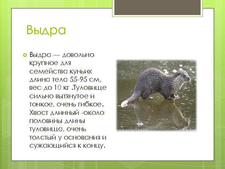 Выдра — довольно крупное для семейства куньих длина тела 55 -95 см, вес до