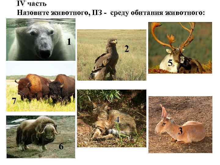 IV часть Назовите животного, ПЗ - среду обитания животного: 1 2 5 7 4