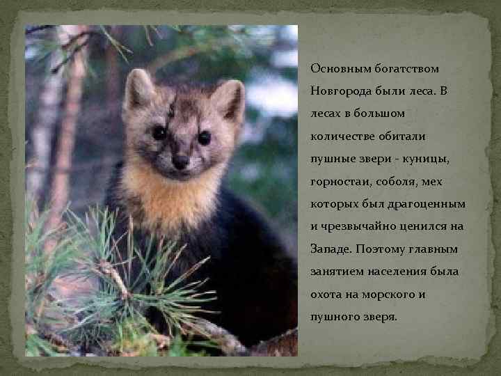 Основным богатством Новгорода были леса. В лесах в большом количестве обитали пушные звери -