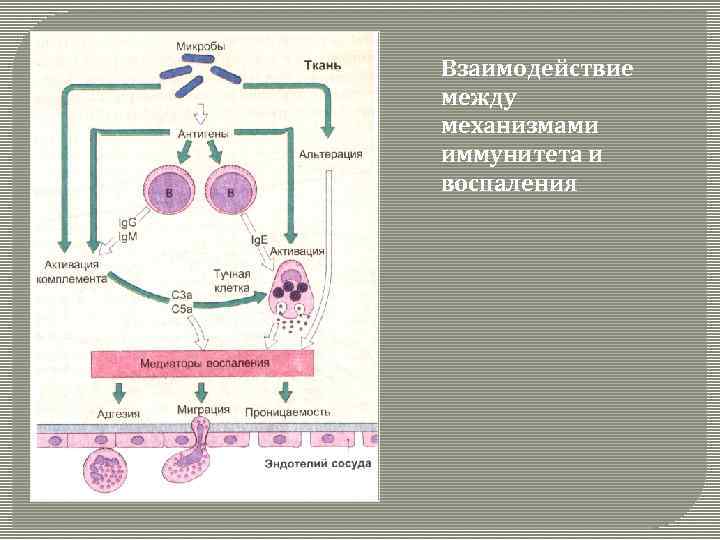 Взаимодействие между механизмами иммунитета и воспаления 