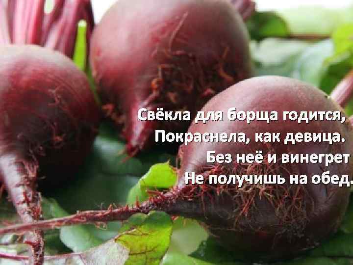 Свёкла для борща годится, Покраснела, как девица. Без неё и винегрет Не получишь на