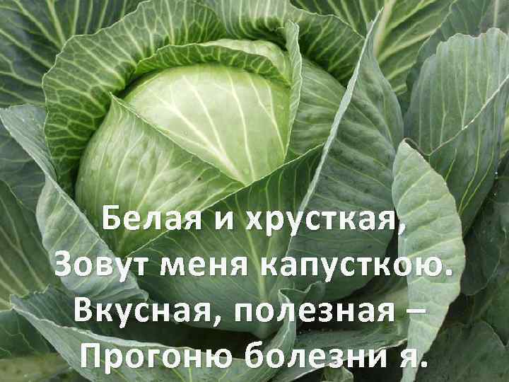 Белая и хрусткая, Зовут меня капусткою. Вкусная, полезная – Прогоню болезни я. 