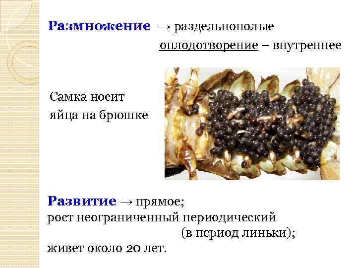 Размножение → раздельнополые оплодотворение – внутреннее Самка носит яйца на брюшке Развитие → прямое;