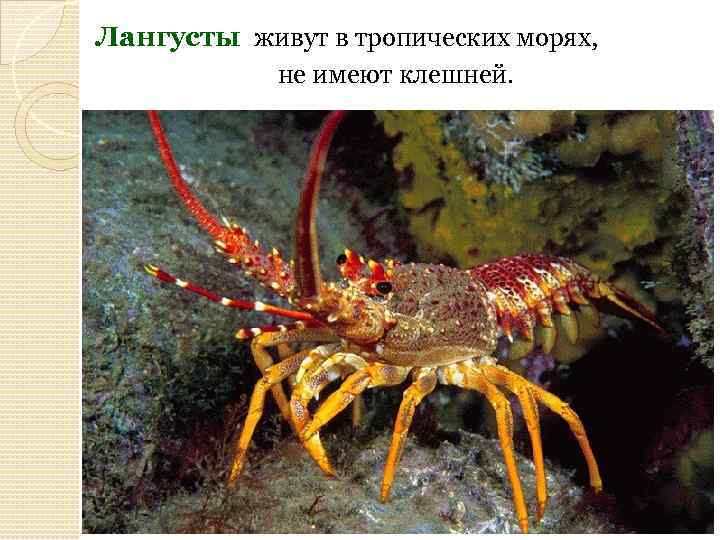 Лангусты живут в тропических морях, не имеют клешней. 