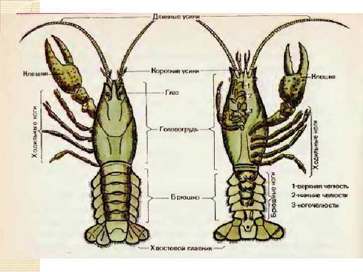  Отделы: 1. Голова → 2 пары усиков (длинные – осязание, короткие – обоняние,