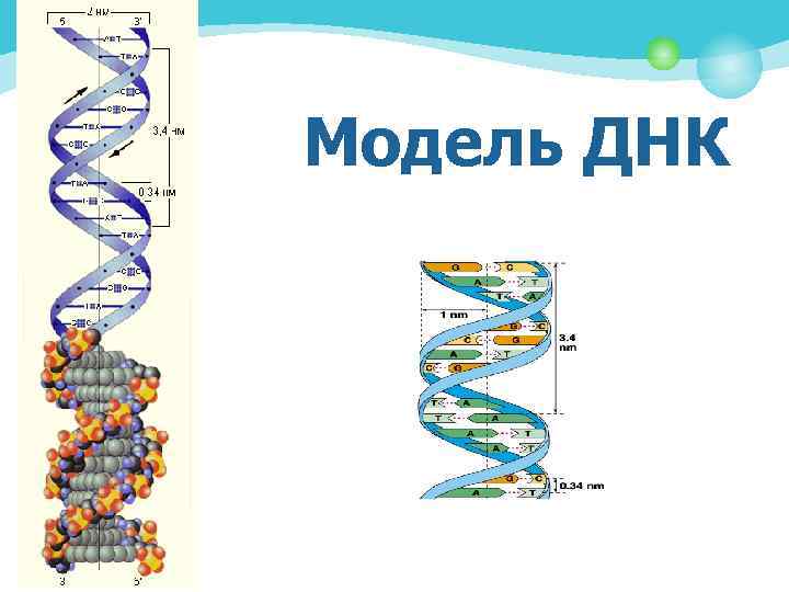 Модель ДНК 