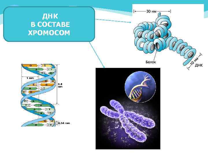 ДНК В СОСТАВЕ ХРОМОСОМ 