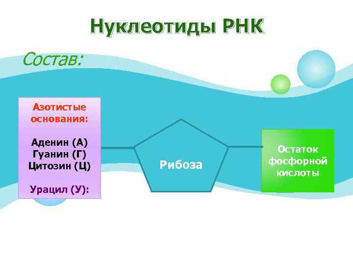 Нуклеотиды РНК Состав: Азотистые основания: Аденин (А) Гуанин (Г) Цитозин (Ц) Урацил (У): Рибоза