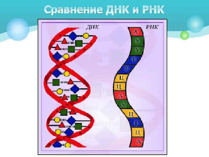 Сравнение ДНК и РНК 