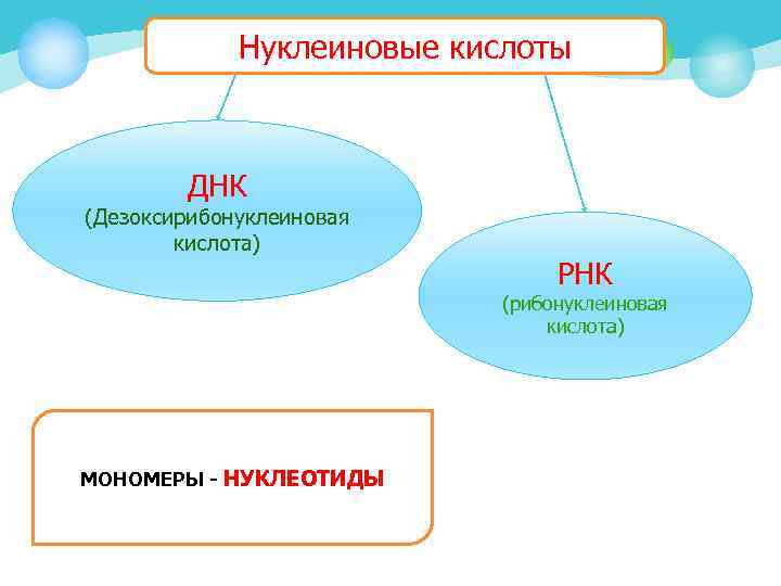 Нуклеиновые кислоты ДНК (Дезоксирибонуклеиновая кислота) РНК (рибонуклеиновая кислота) МОНОМЕРЫ - НУКЛЕОТИДЫ 