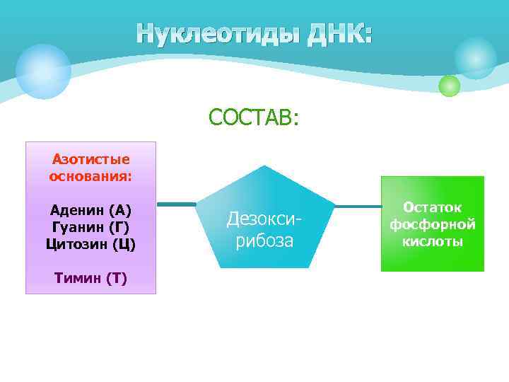 Нуклеотиды ДНК: СОСТАВ: Азотистые основания: Аденин (А) Гуанин (Г) Цитозин (Ц) Тимин (Т) Дезоксирибоза