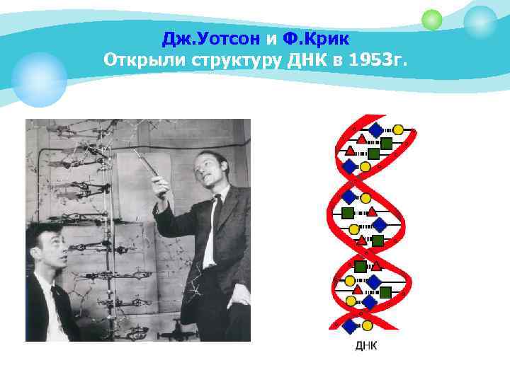 Дж. Уотсон и Ф. Крик Открыли структуру ДНК в 1953 г. 