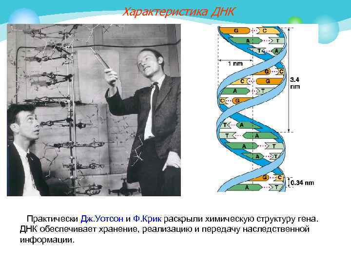 Характеристика ДНК Практически Дж. Уотсон и Ф. Крик раскрыли химическую структуру гена. ДНК обеспечивает