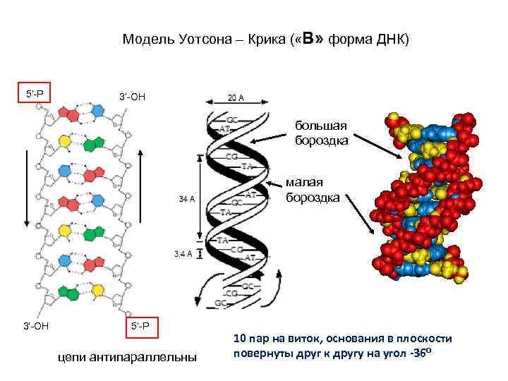 Цепи молекулы антипараллельны