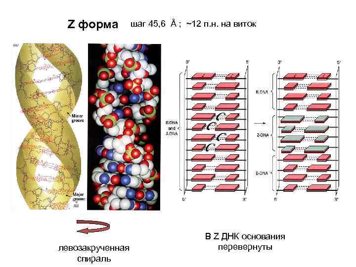 Z форма левозакрученная спираль шаг 45, 6 Å ; ~12 п. н. на виток