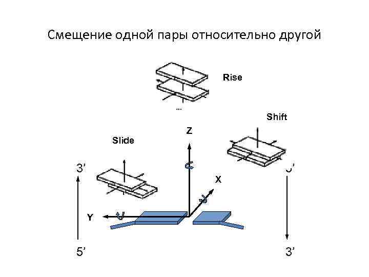 Смещение одной пары относительно другой Rise Shift Slide 3’ Z X 5’ Y 5’