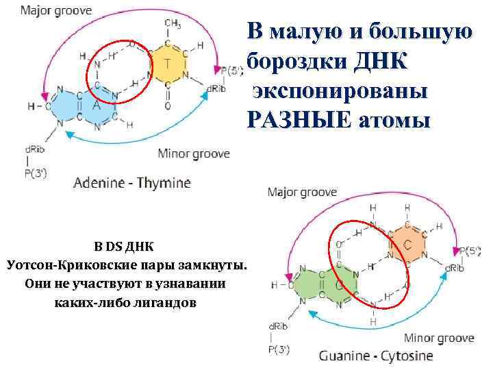 В малую и большую бороздки ДНК экспонированы РАЗНЫЕ атомы В DS ДНК Уотсон-Криковские пары