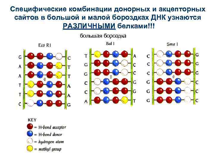 Специфические комбинации донорных и акцепторных сайтов в большой и малой бороздках ДНК узнаются РАЗЛИЧНЫМИ