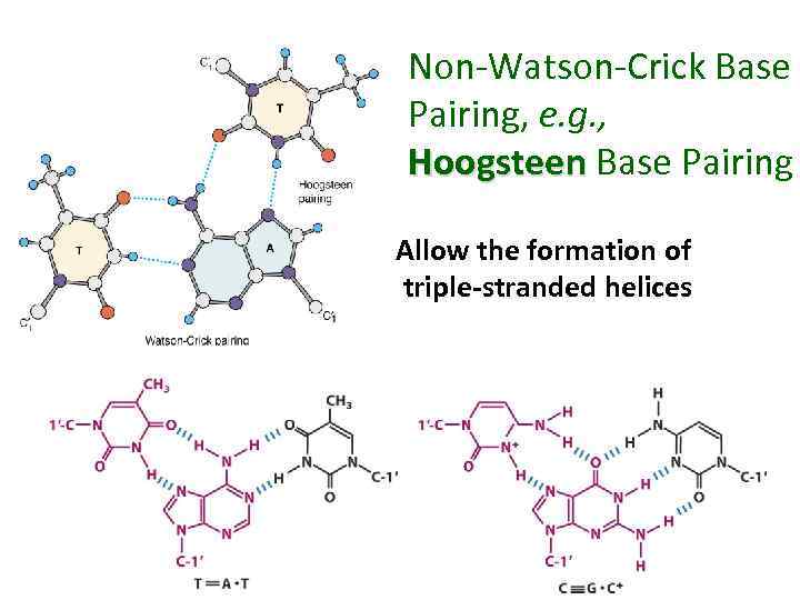 Non-Watson-Crick Base Pairing, e. g. , Hoogsteen Base Pairing Allow the formation of triple-stranded