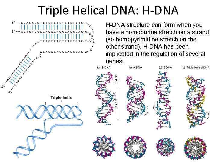 Triple Helical DNA: H-DNA structure can form when you have a homopurine stretch on