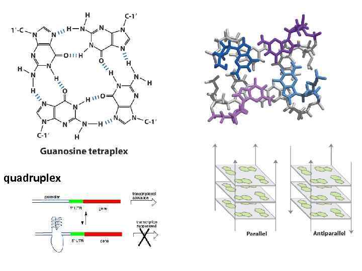 quadruplex 