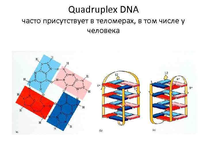 Quadruplex DNA часто присутствует в теломерах, в том числе у человека 