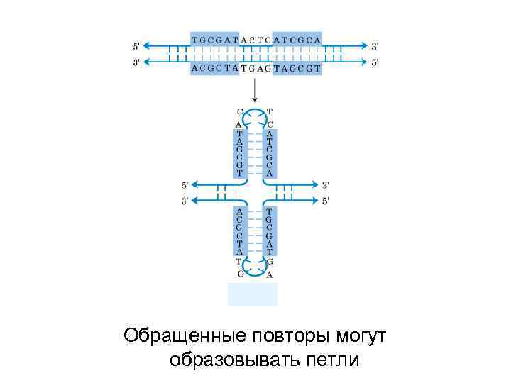 Обращенные повторы могут образовывать петли 