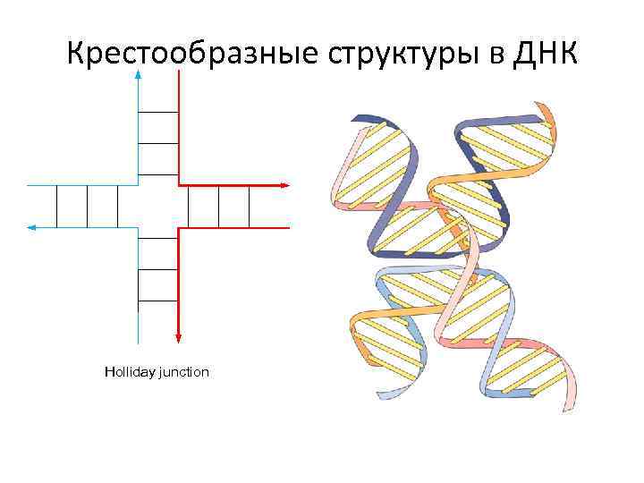 Крестообразные структуры в ДНК Holliday junction 