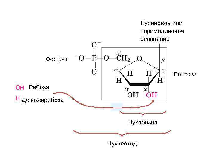 Дезоксирибоза в составе нуклеотида. Фосфат дезоксирибозы. Дезоксирибоза+kmno4. Фосфаты рибозы и дезоксирибозы структурные элементы НК. Фосфатное основание.