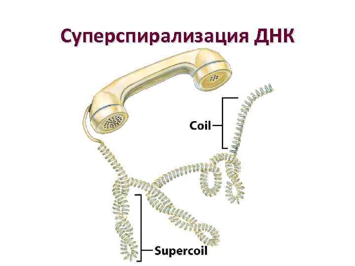 Суперспирализация ДНК 