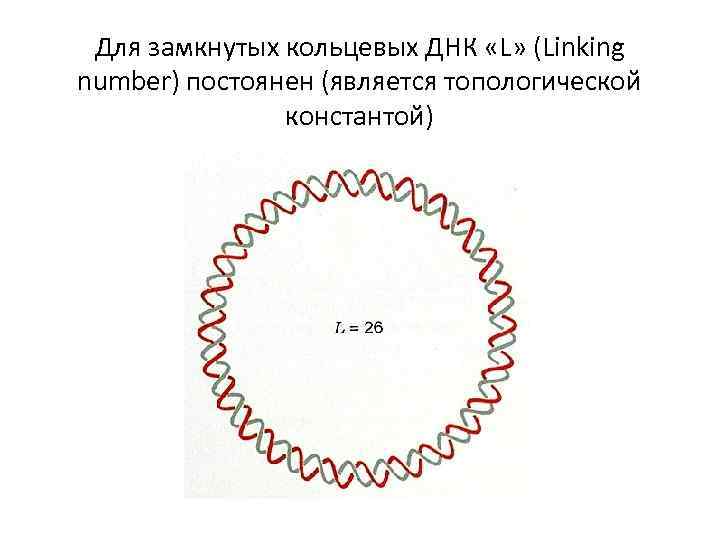 Кольцевая днк. Замкнутая и Кольцевая ДНК. Кольцевидная молекула ДНК. Замкнутая молекула ДНК.