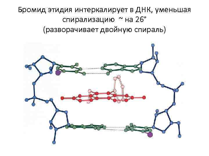 Бромид этидия интеркалирует в ДНК, уменьшая спирализацию ~ на 26° (разворачивает двойную спираль) 