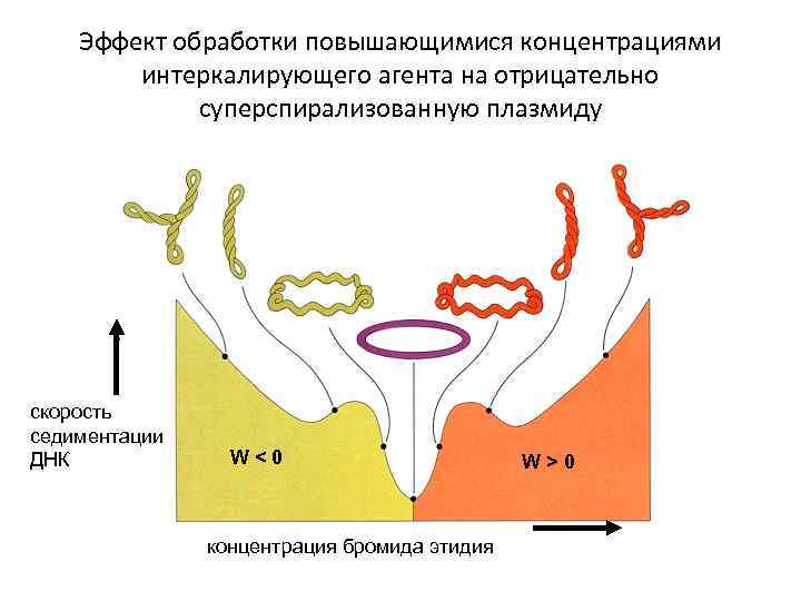 Эффект обработки повышающимися концентрациями интеркалирующего агента на отрицательно суперспирализованную плазмиду скорость седиментации ДНК W<0