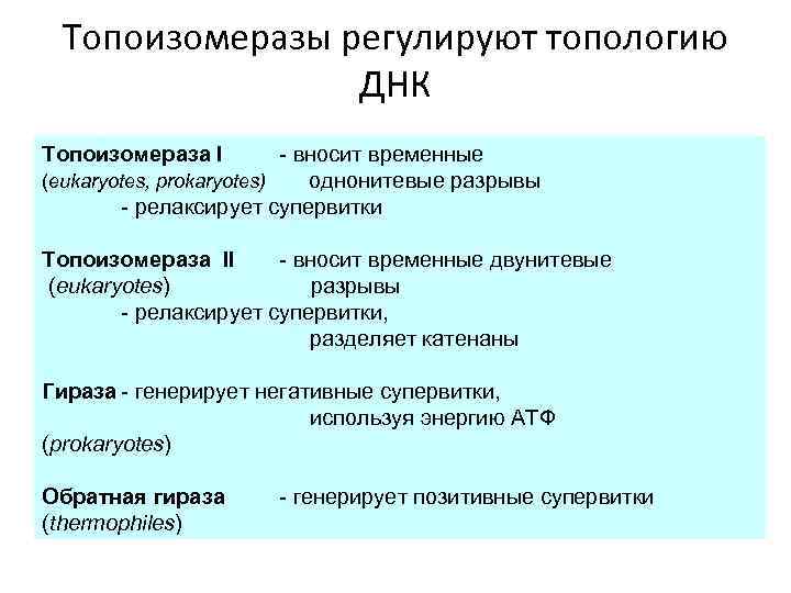 Топоизомеразы регулируют топологию ДНК Топоизомераза I - вносит временные (eukaryotes, prokaryotes) однонитевые разрывы -