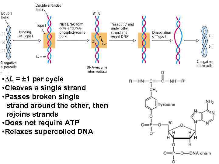  • ∆L = ± 1 per cycle • Cleaves a single strand •