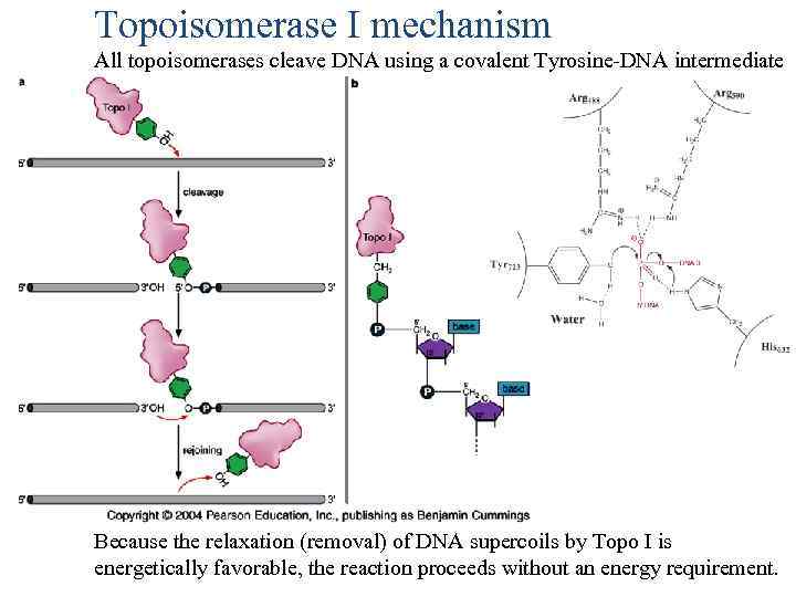 Topoisomerase I mechanism All topoisomerases cleave DNA using a covalent Tyrosine-DNA intermediate Because the