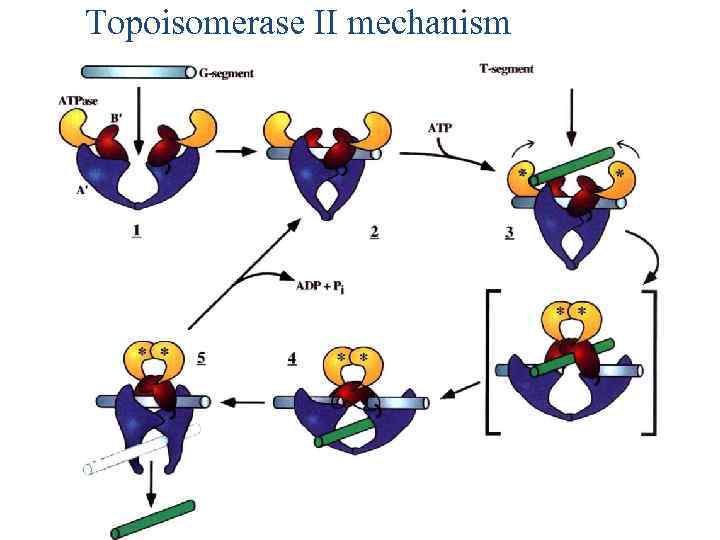 Topoisomerase II mechanism 