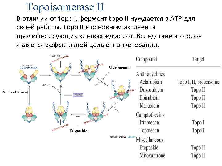 Topoisomerase II В отличии от topo I, фермент topo II нуждается в ATP для