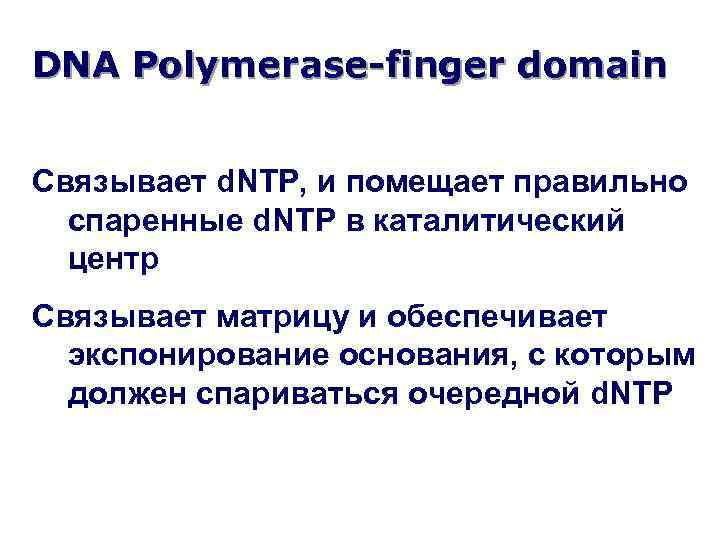 DNA Polymerase-finger domain Связывает d. NTP, и помещает правильно спаренные d. NTP в каталитический