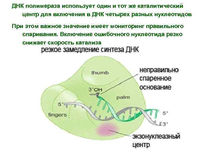 Днк полимераза. Строение ДНК полимеразы 3. Структура ДНК полимеразы. ДНК полимераза строение. ДНК полимераза структура.