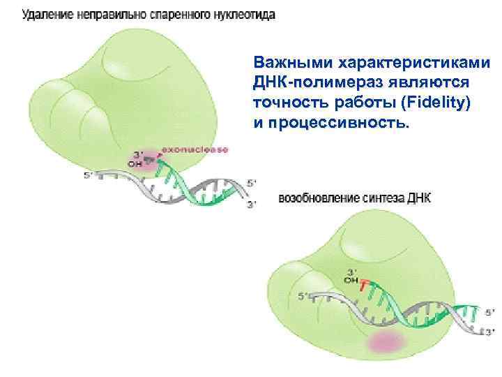 Важными характеристиками ДНК-полимераз являются точность работы (Fidelity) и процессивность. 