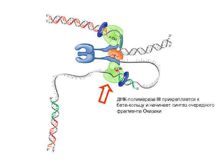 ДНК-полимераза III прикрепляется к бета-кольцу и начинает синтез очередного фрагмента Оказаки 